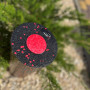 Масажний ролик PowerPlay PP-4348 2 in 1 EPP Foam Roller 33x14см Чорно/Червоний (PP_4348_Red_(33*14)) Масажний ролик PowerPlay PP-4348 2 in 1 EPP Foam Roller 33x14см Чорно/Червоний (PP_4348_Red_(33*14))