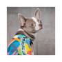 Борцівка для тварин Pet Fashion Cool M різнобарвна (4823082420193) Борцівка для тварин Pet Fashion Cool M різнобарвна (4823082420193)