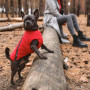 Жилет для тварин Pet Fashion "E.Vest" S червоний (4823082424450) Жилет для тварин Pet Fashion "E.Vest" S червоний (4823082424450)
