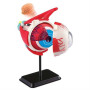 Набір для експериментів EDU-Toys Модель очного яблука збірна, 14 см (SK007) Набір для експериментів EDU-Toys Модель очного яблука збірна, 14 см (SK007)